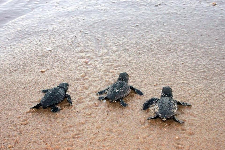 Piscinas Naturais Village Furstberger برايا دو فورتي المظهر الخارجي الصورة