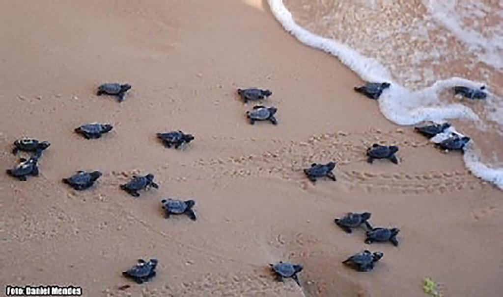 Piscinas Naturais Village Furstberger برايا دو فورتي المظهر الخارجي الصورة